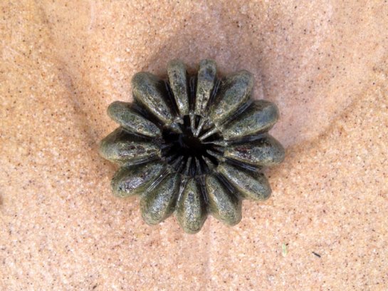 objetosdafloresta-30.4-joanes